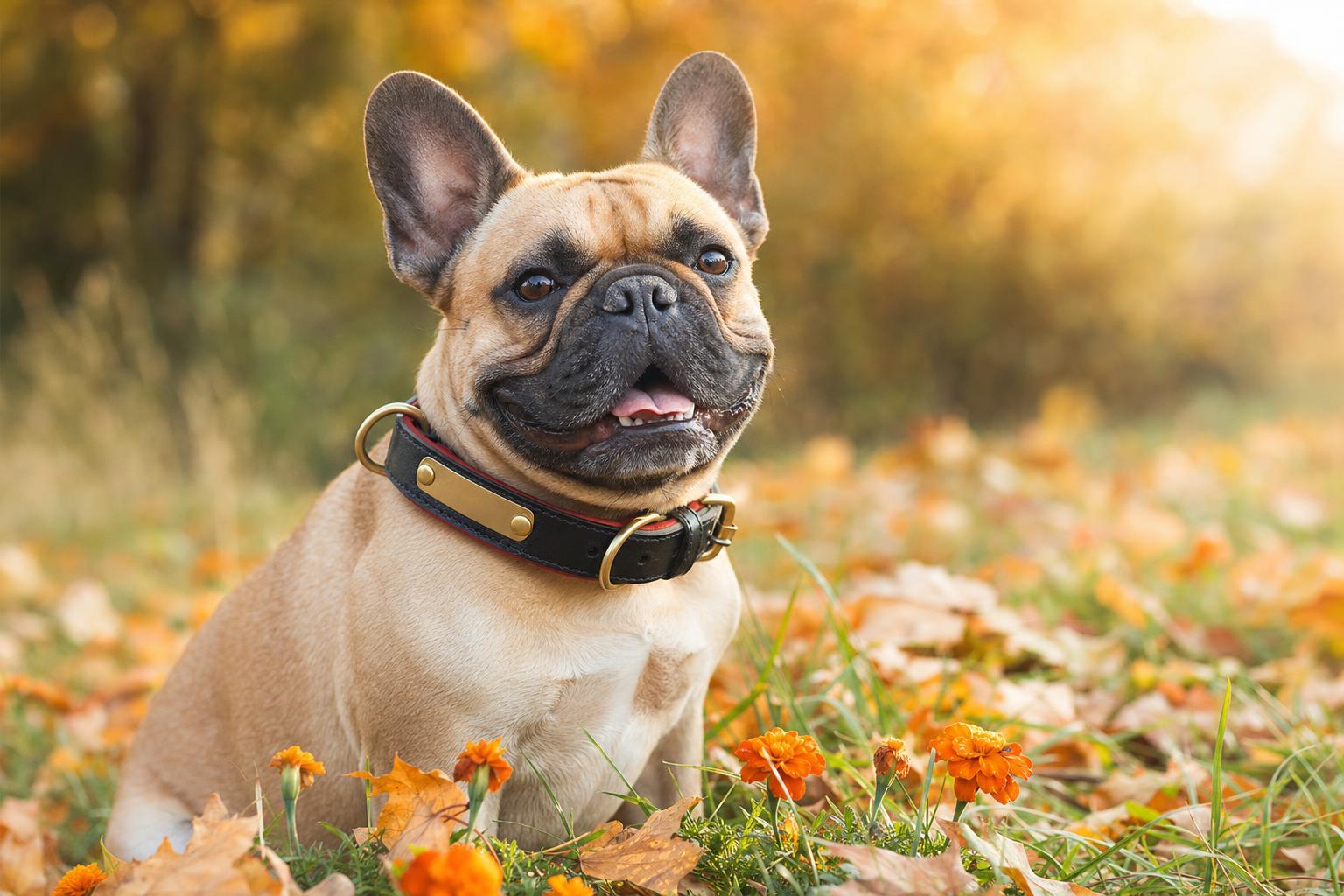 French Bulldog wearing a Waggerly leather collar