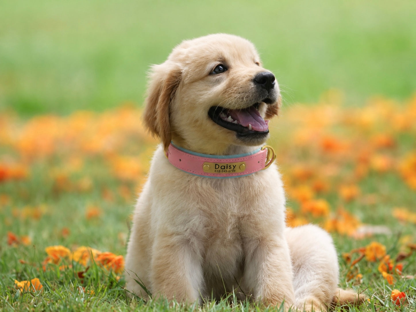 Golden Retriever puppy wearing a Waggerly leather collar