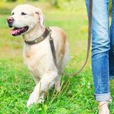 Personalized Leather Dog Collar & Leash Set
