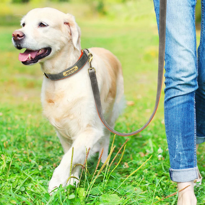 Collars & Leashes